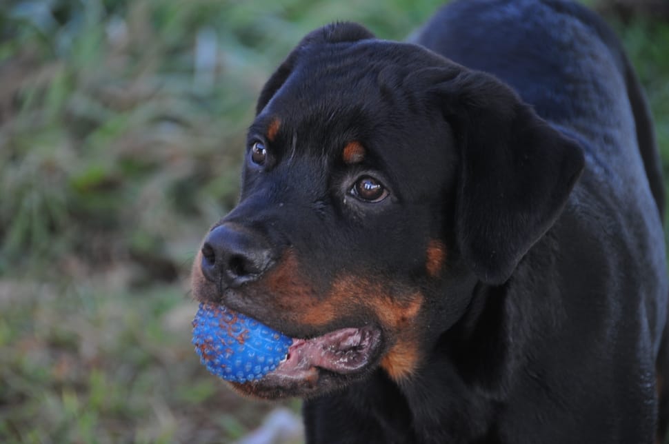 mahogany rottweiler preview