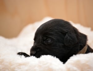black short coated puppy thumbnail