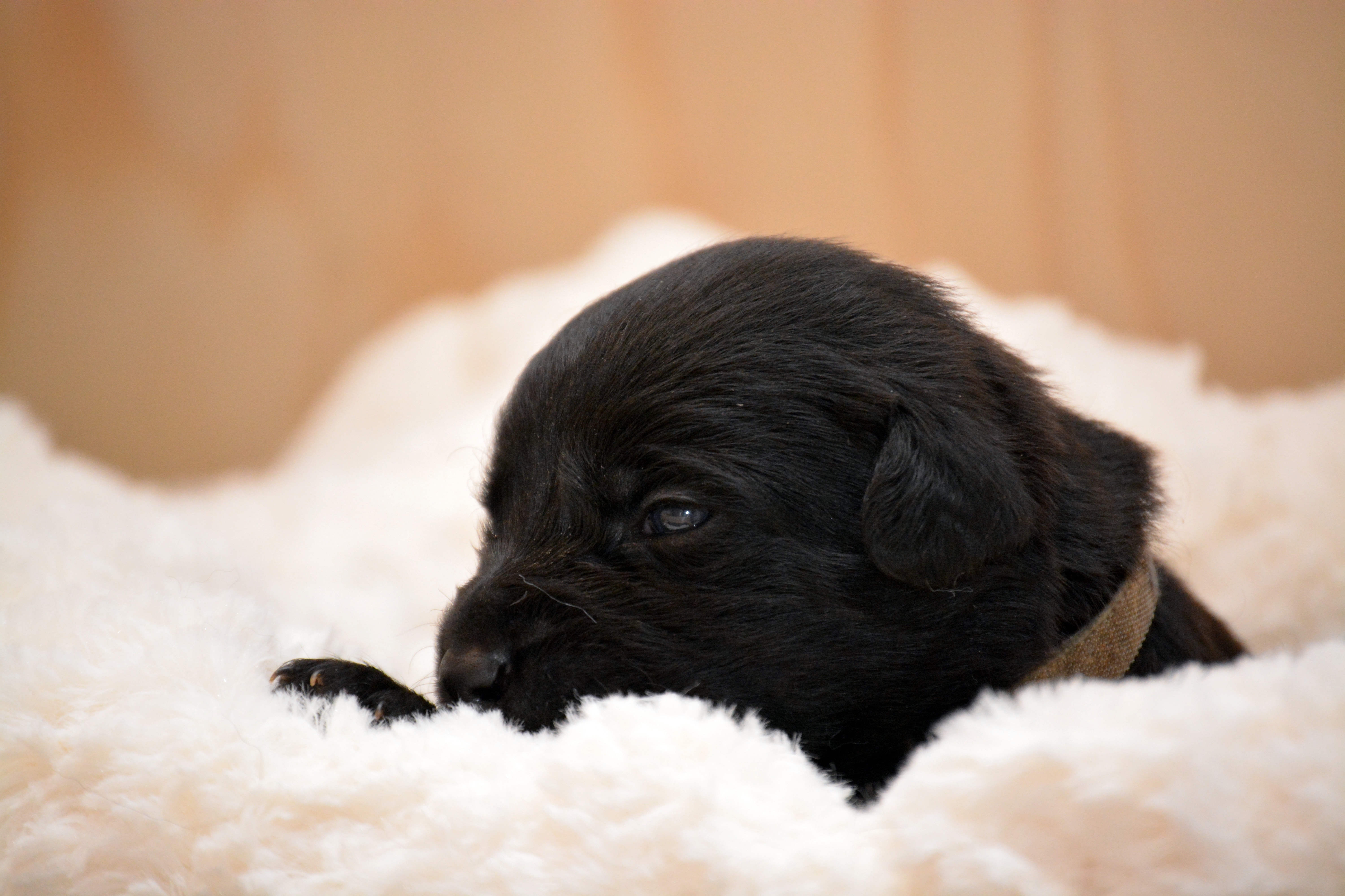 black short coated puppy
