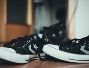 pairs of black-and-white low top sneakers with black short fur kitten on brown wooden floor thumbnail
