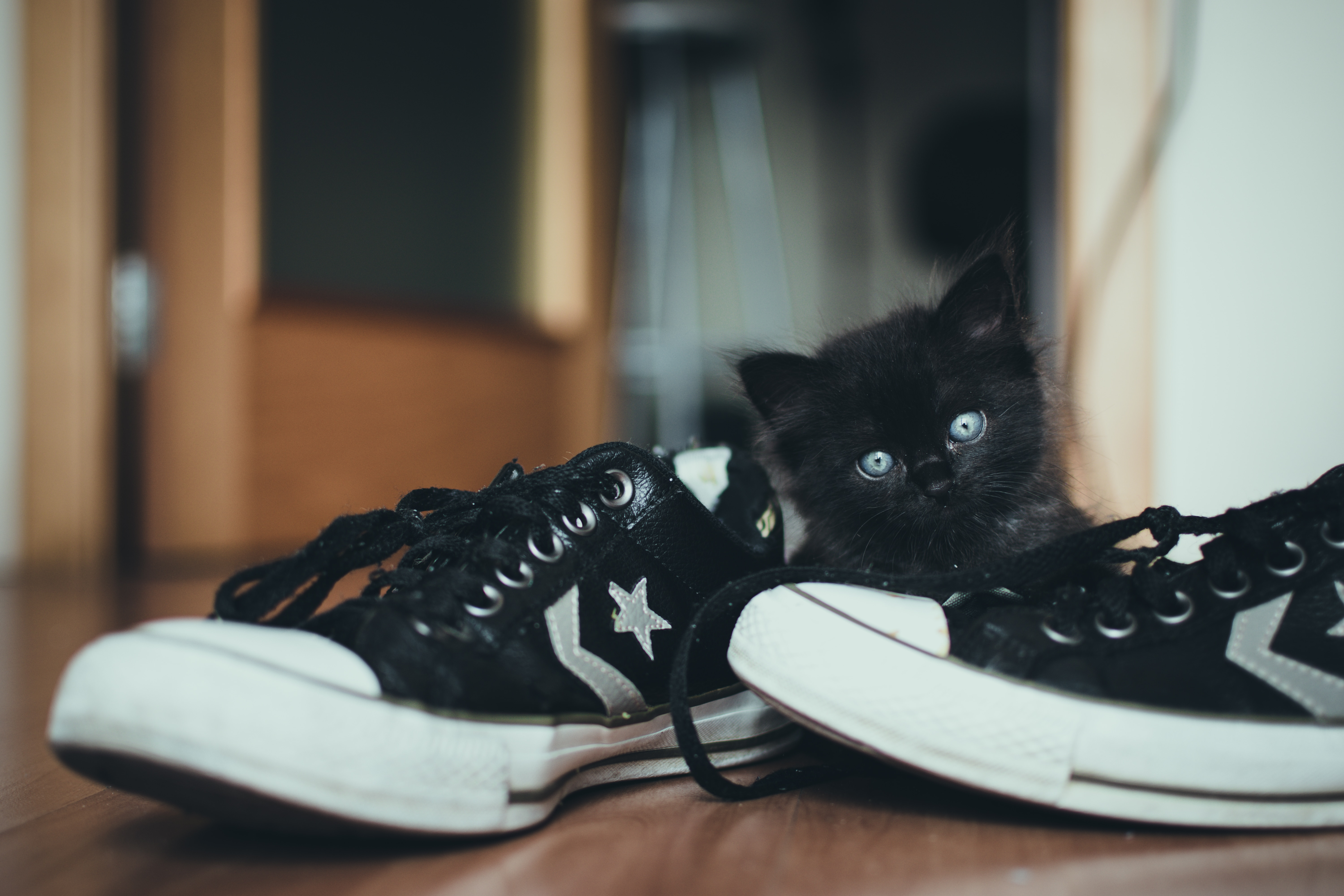 pairs of black-and-white low top sneakers with black short fur kitten on brown wooden floor
