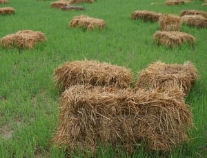 brown hays on grass field thumbnail