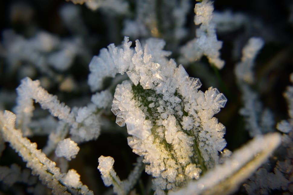 ice covered plant preview