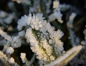 ice covered plant thumbnail