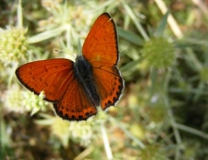 black and orange butterfly thumbnail
