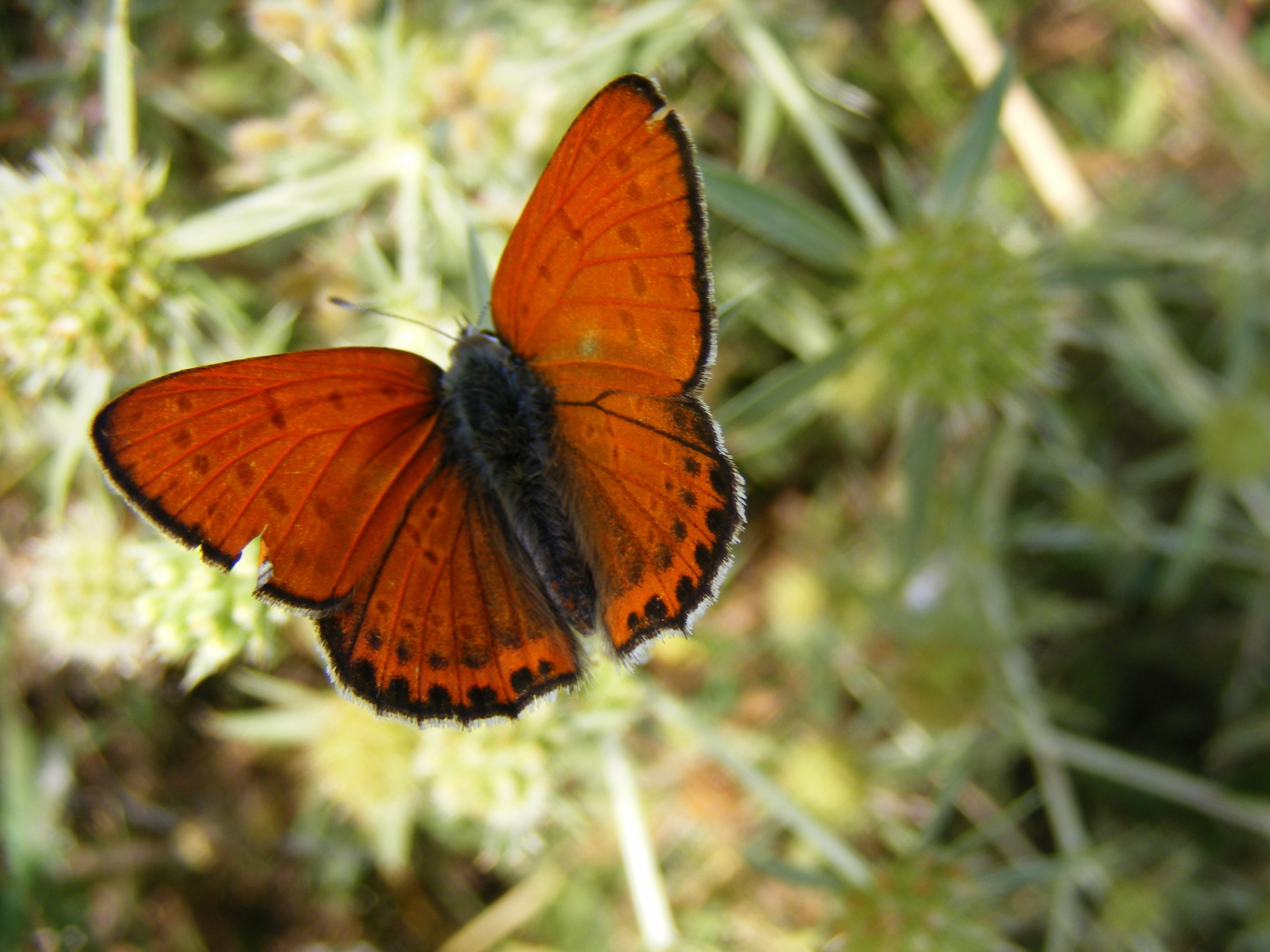 black and orange butterfly