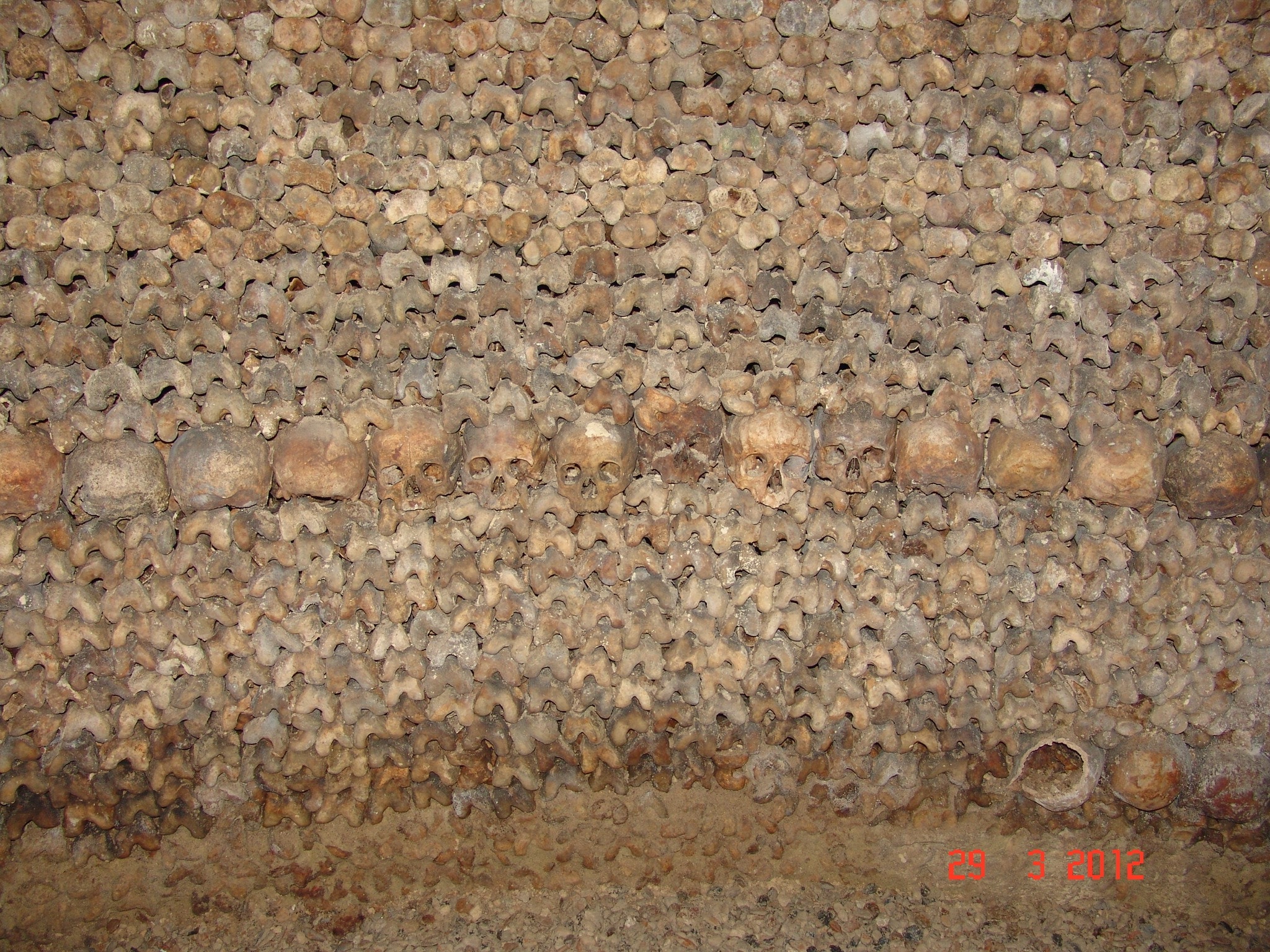 brown skulls