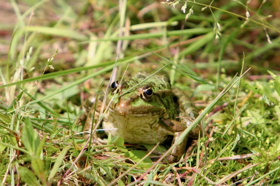 green and brown bullfrog free image | Peakpx