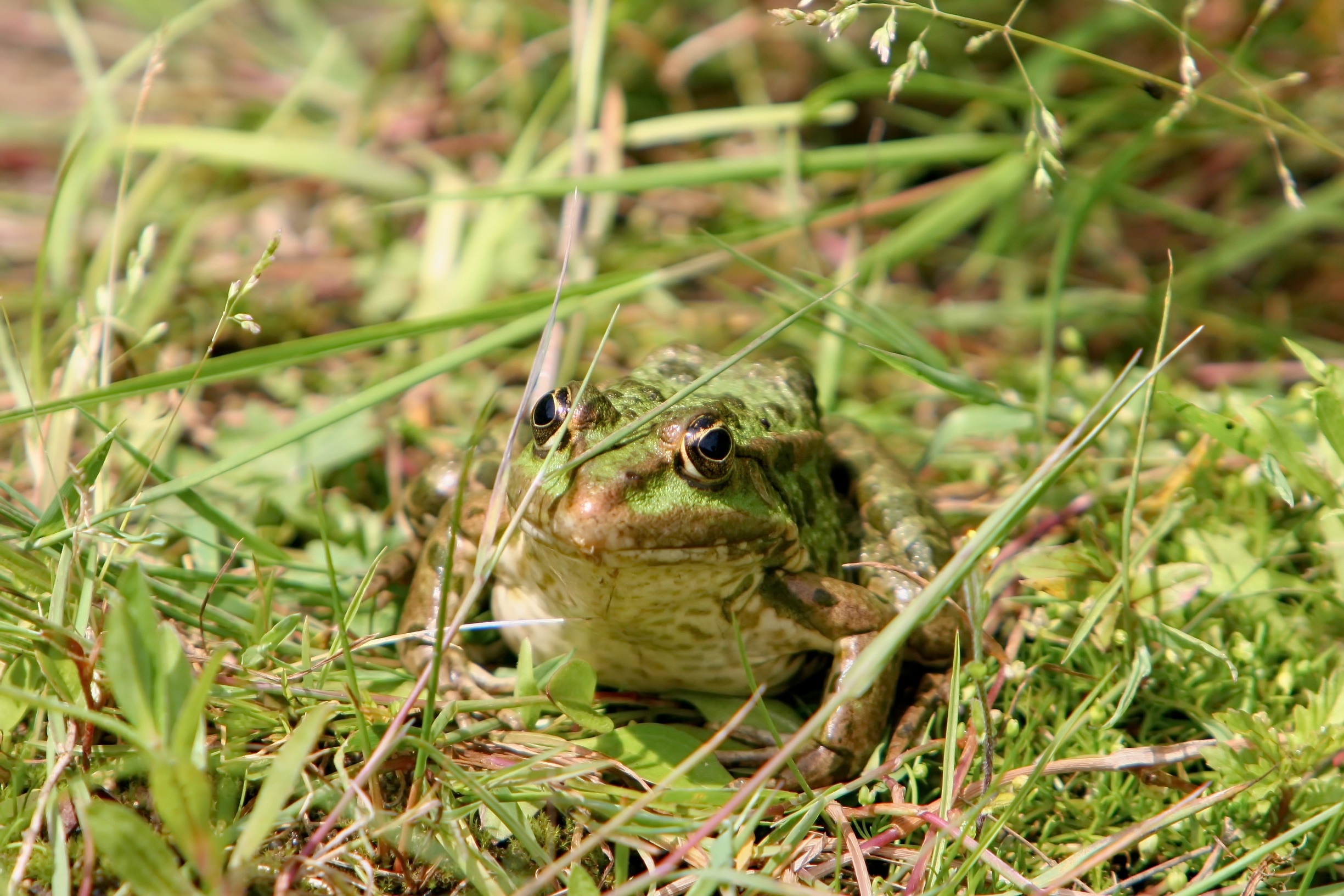 1920x1080 wallpaper | green and brown bullfrog | Peakpx