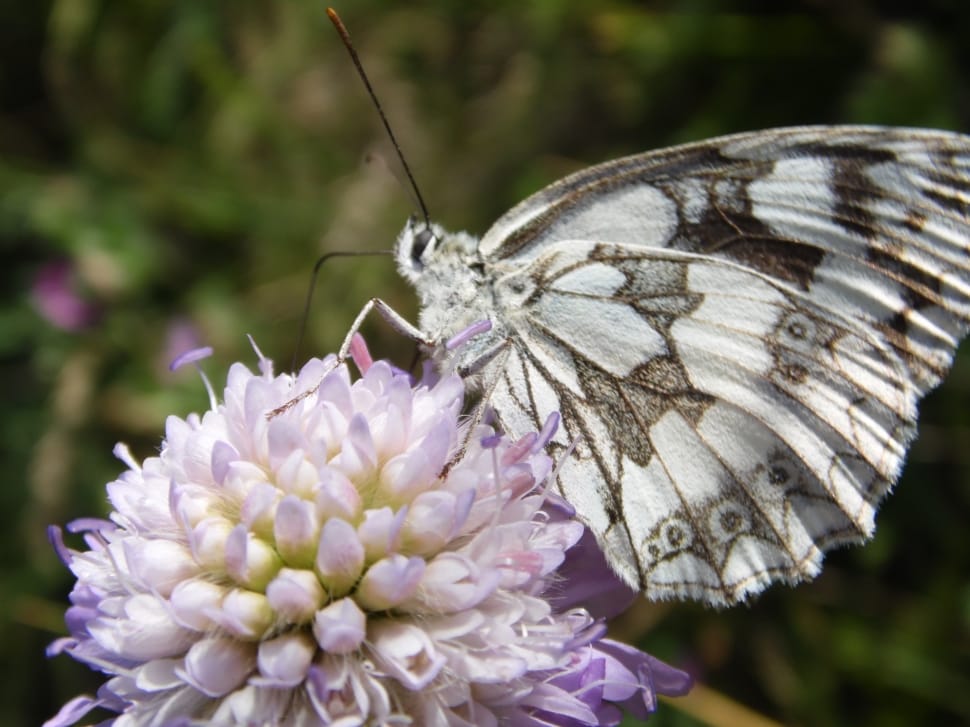 grey and white butterfly preview