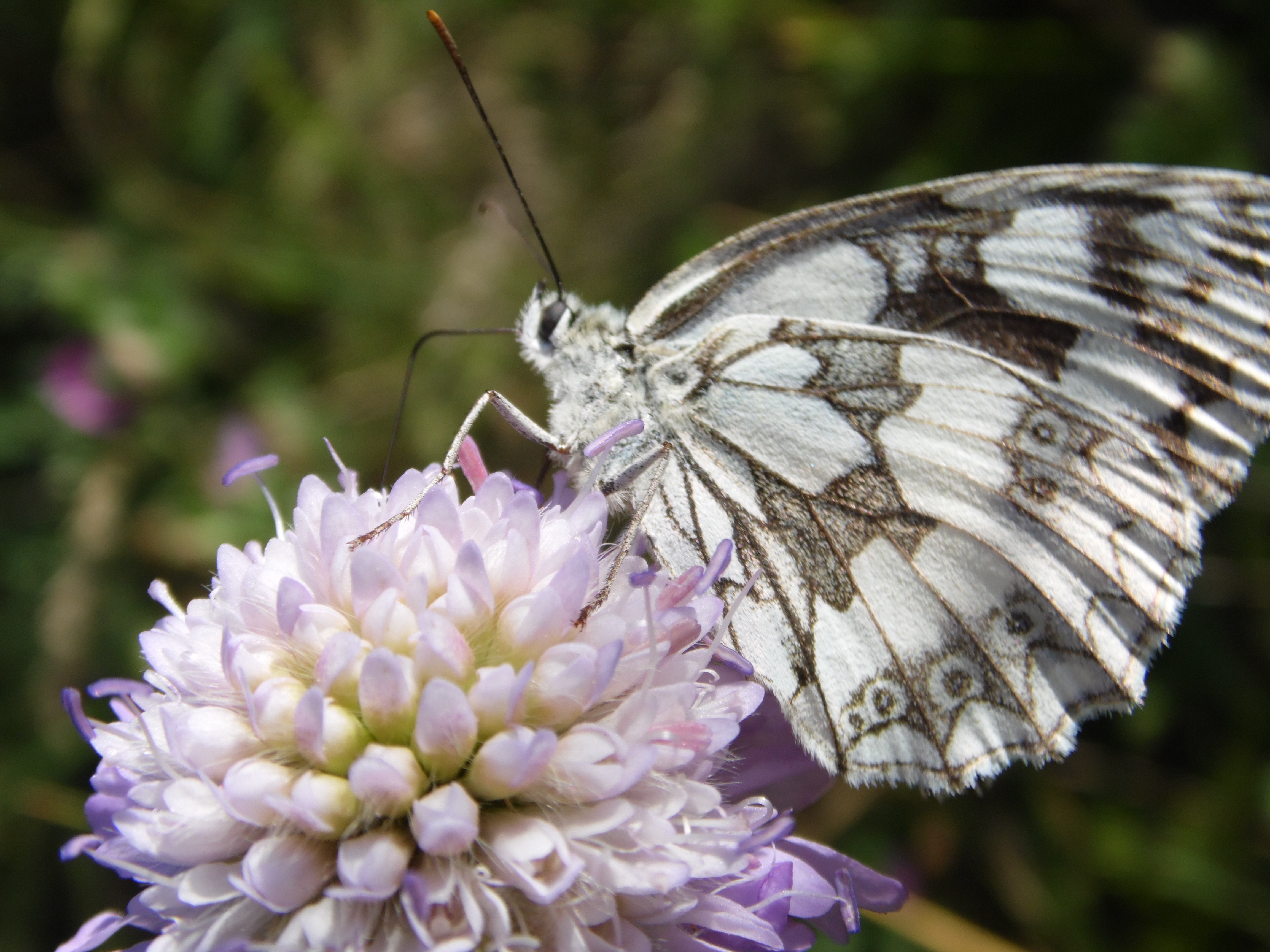 grey and white butterfly