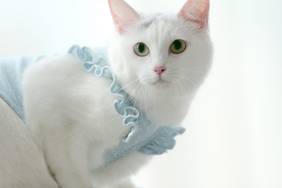 white cat with blue cloth preview