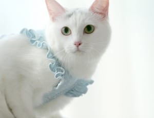 white cat with blue cloth thumbnail