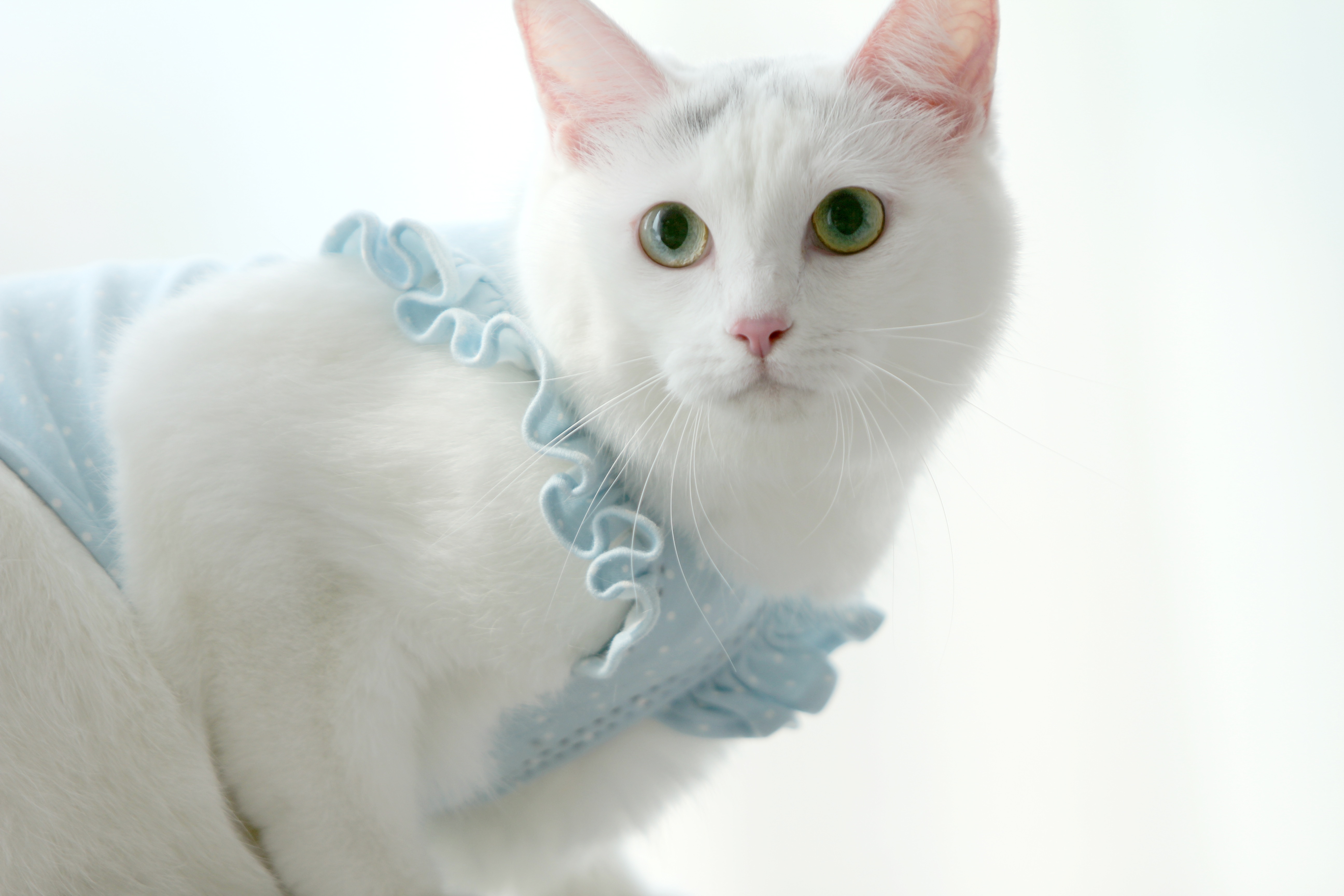 white cat with blue cloth