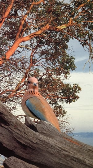 pink and blue pigeon thumbnail