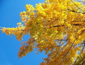 yellow leafed tree thumbnail