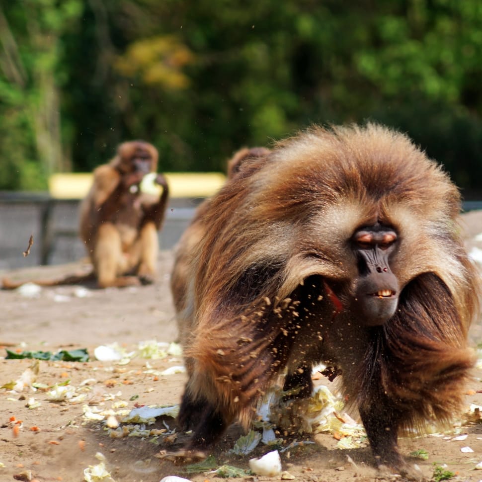 brown and black long fur monkey on the ground with vegetables particles on the ground during day time preview