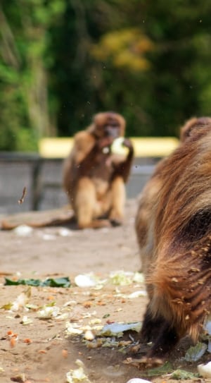 brown and black long fur monkey on the ground with vegetables particles on the ground during day time thumbnail