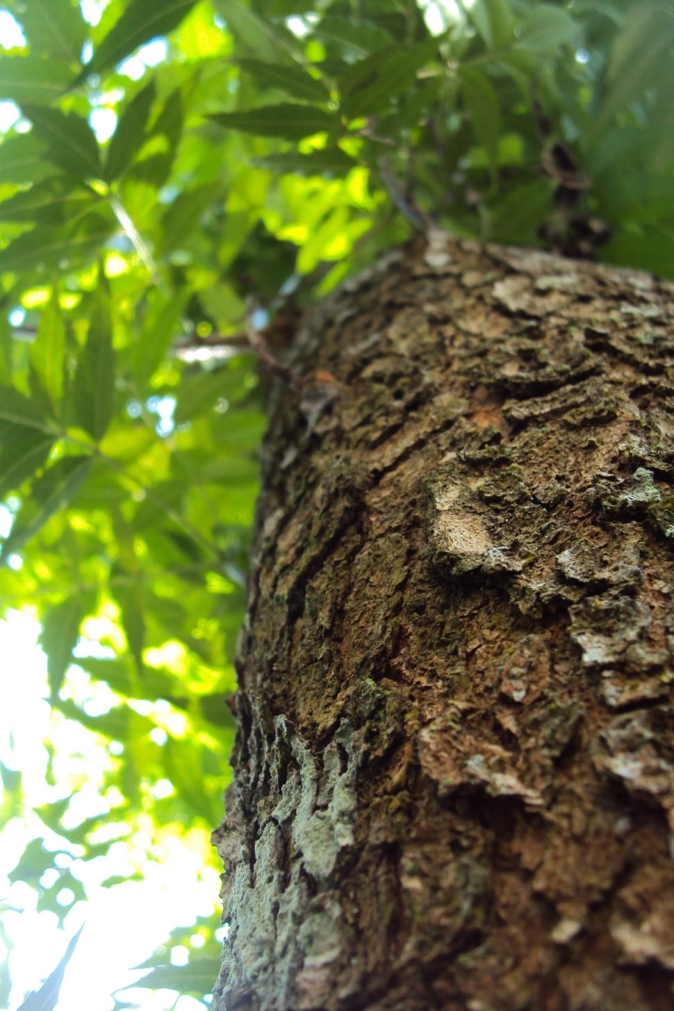 close up photography of tree bark preview