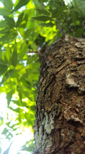 close up photography of tree bark thumbnail