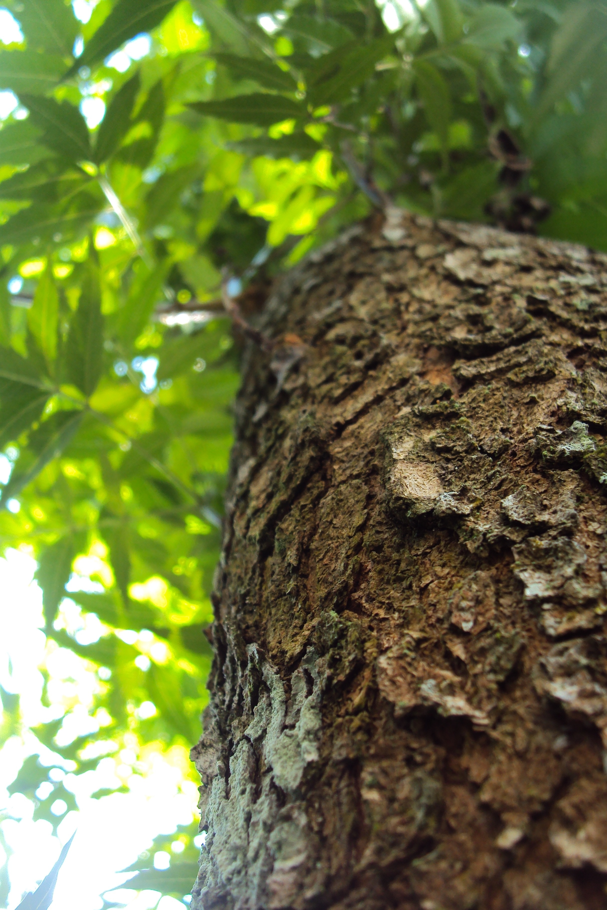 close up photography of tree bark