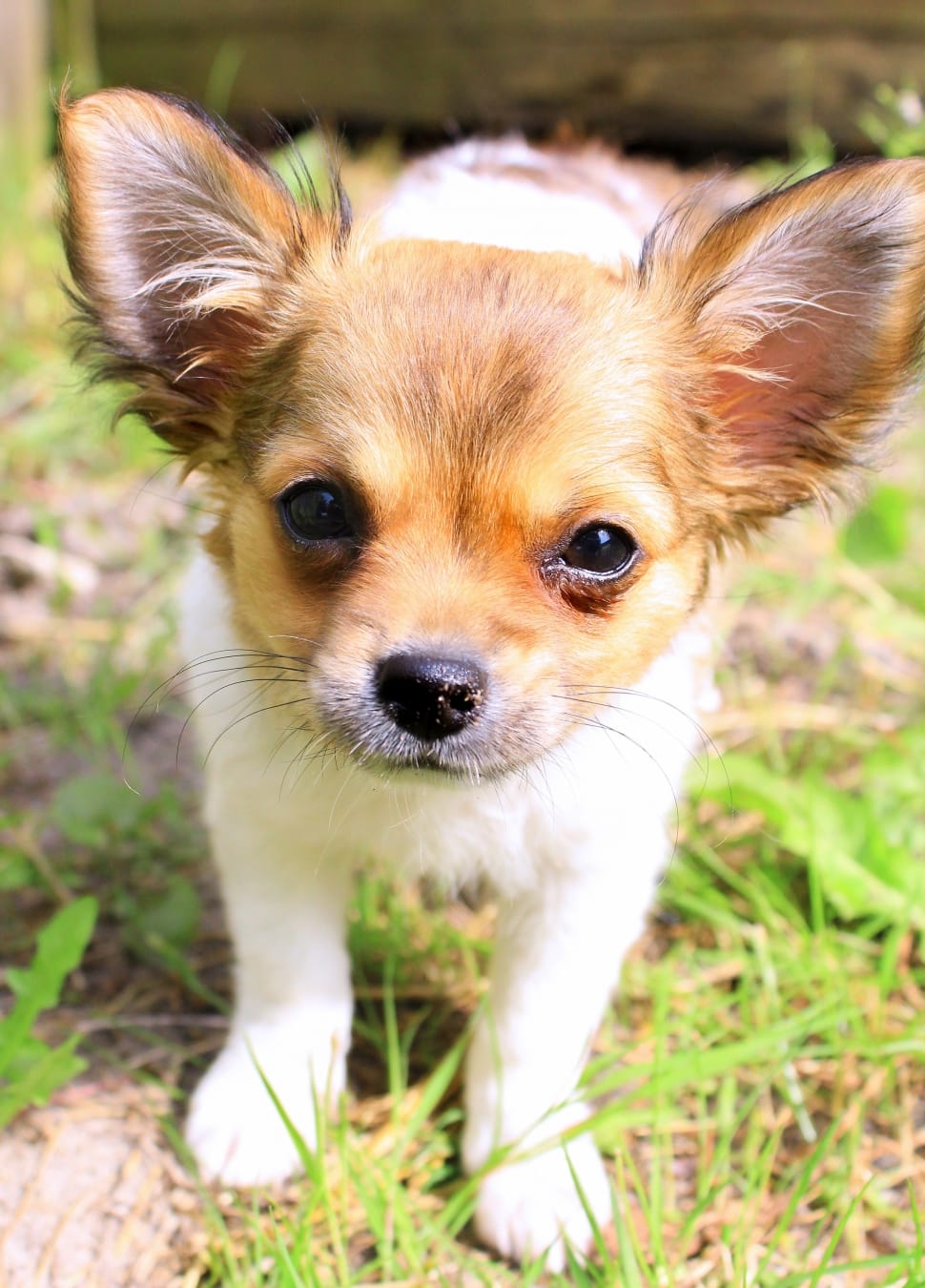 tan and white papillon puppy preview
