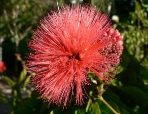 pink persian silk flower thumbnail