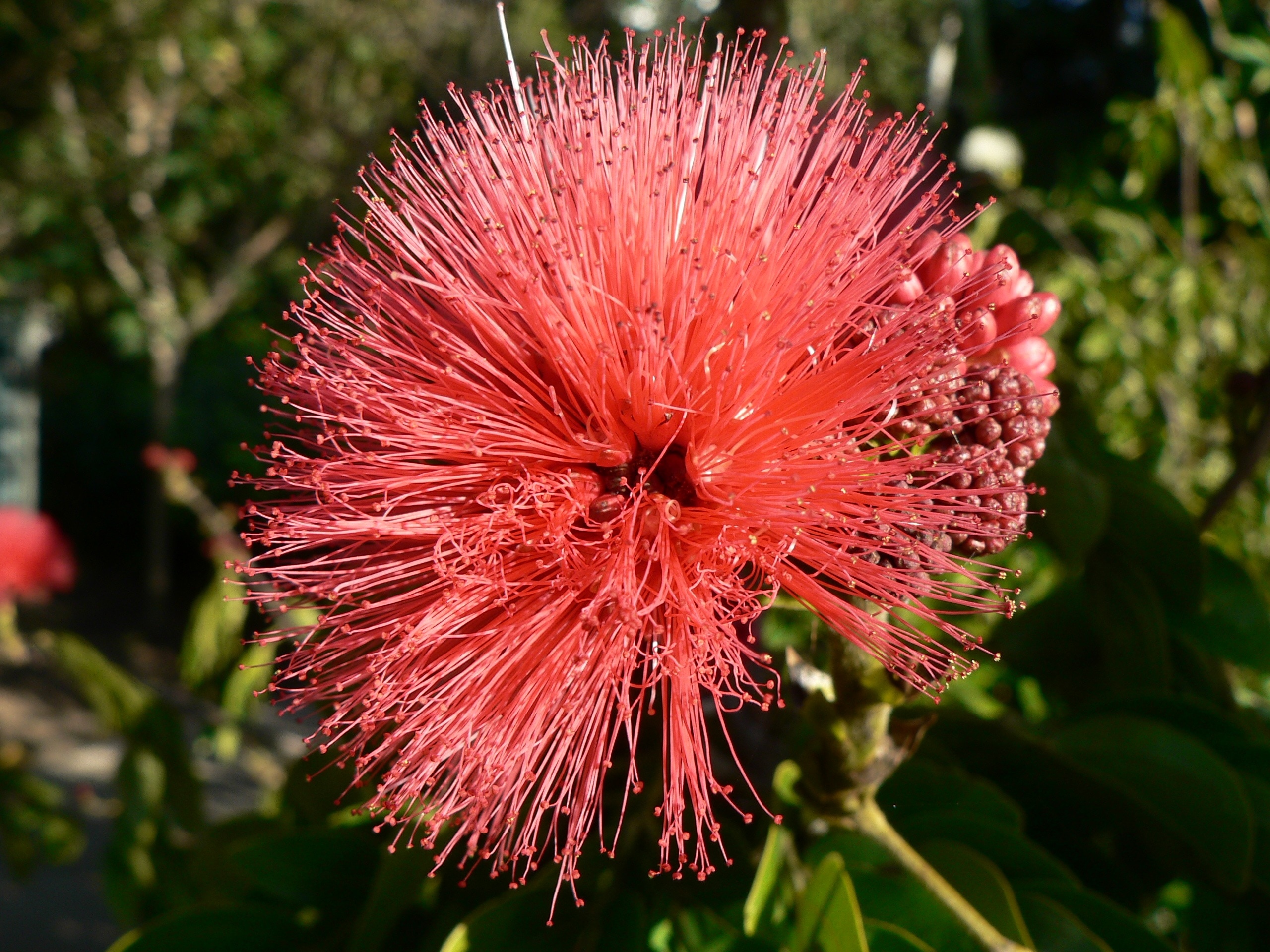 pink persian silk flower