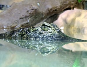 grey alligator thumbnail