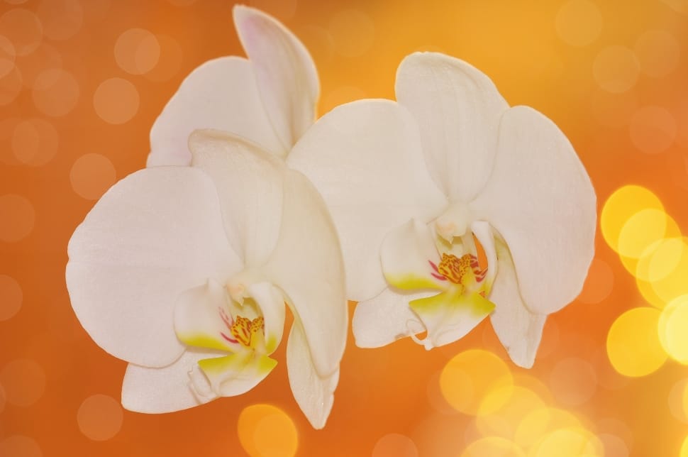 white and yellow orchids preview