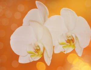 white and yellow orchids thumbnail