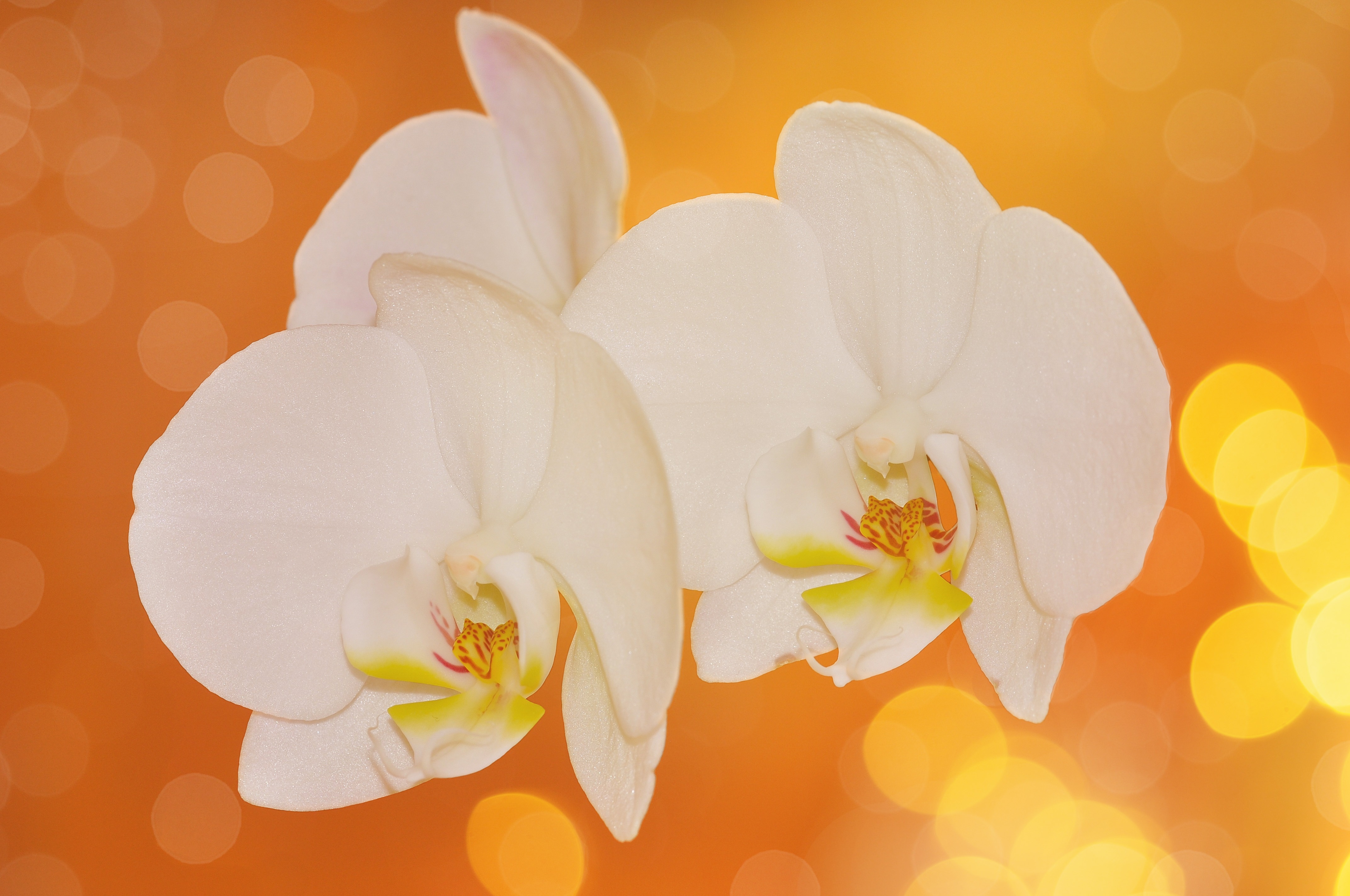 white and yellow orchids