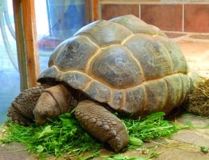 brown and gray tortoise thumbnail
