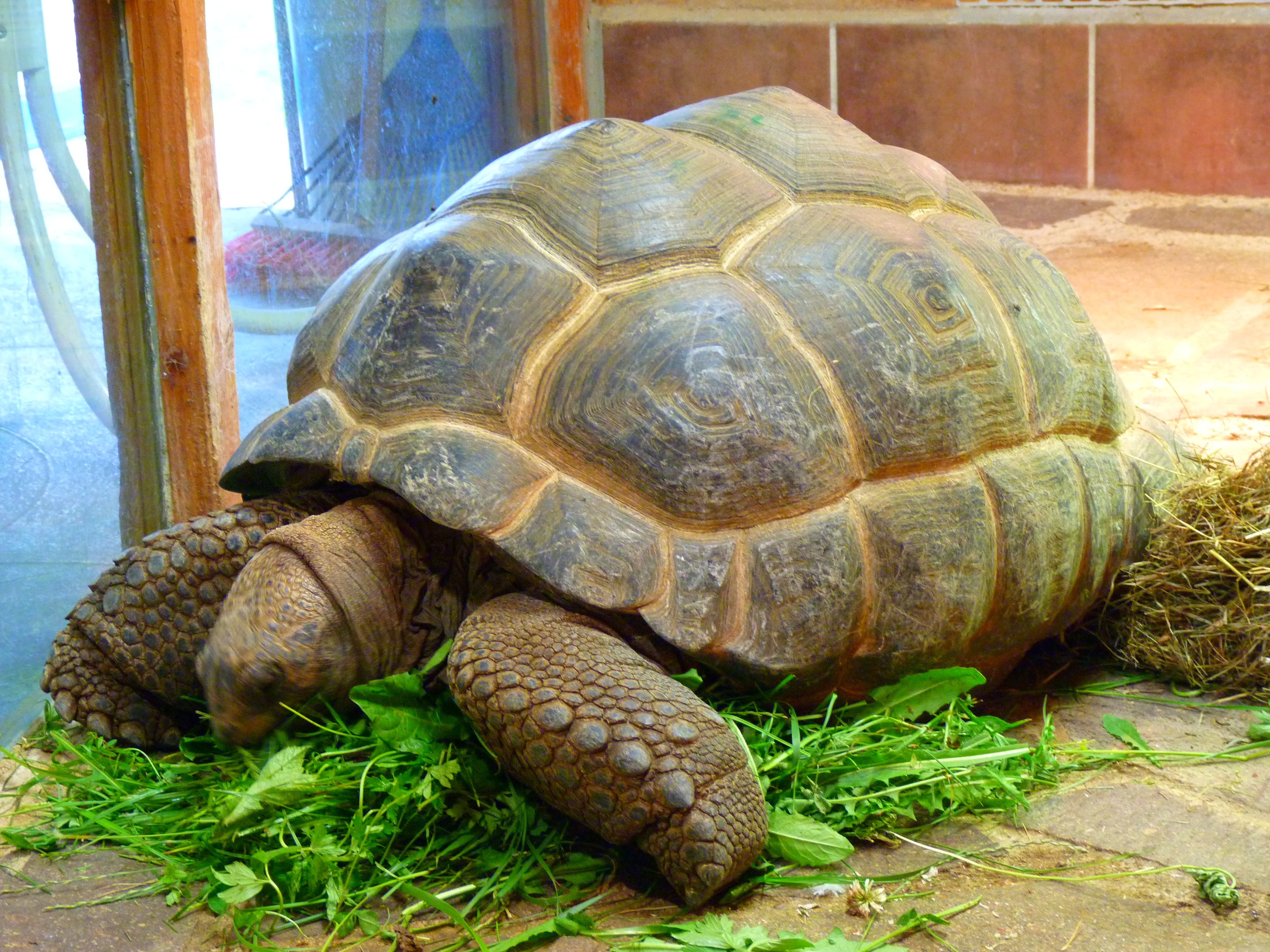 brown and gray tortoise