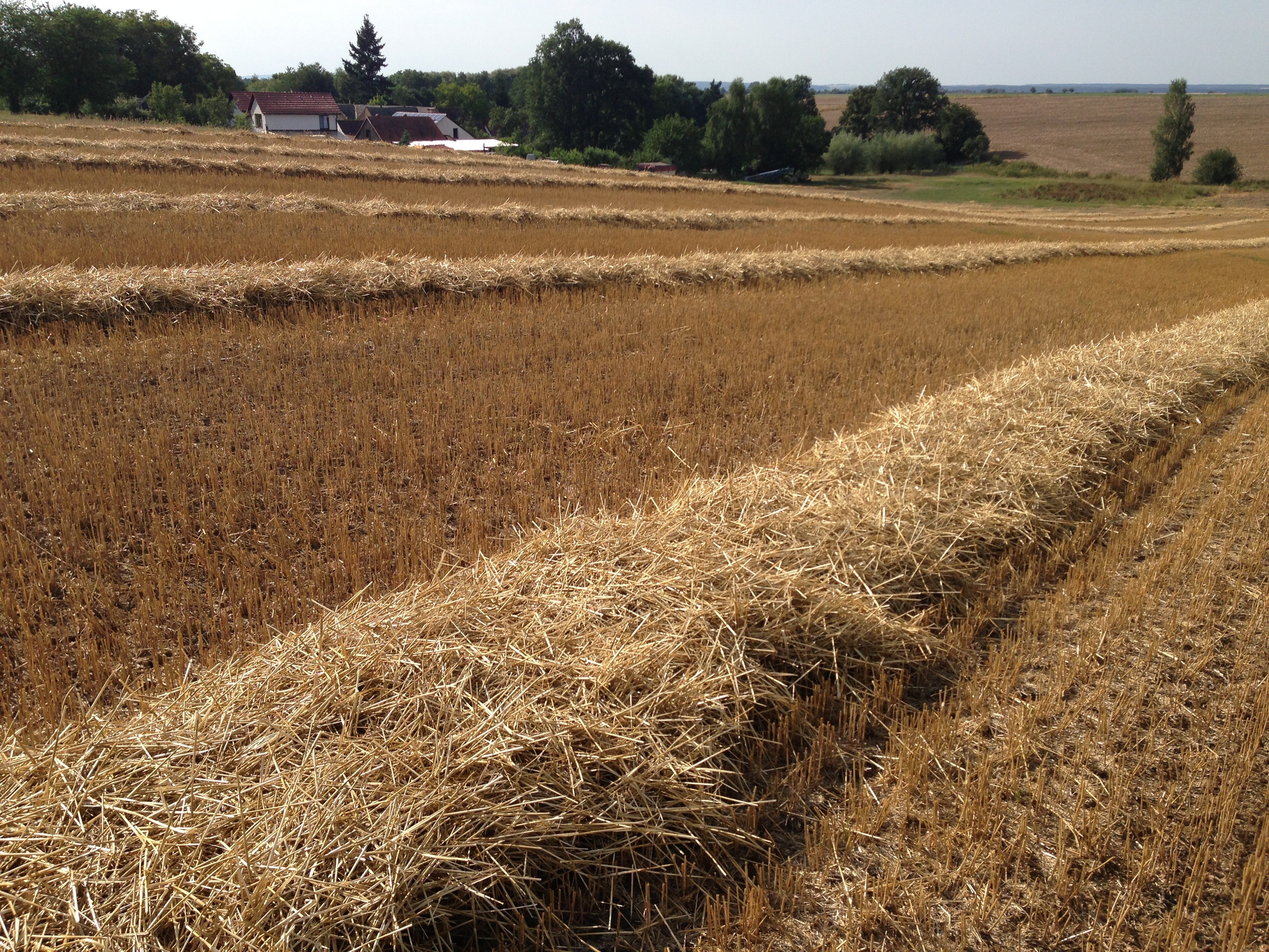 wheat lot
