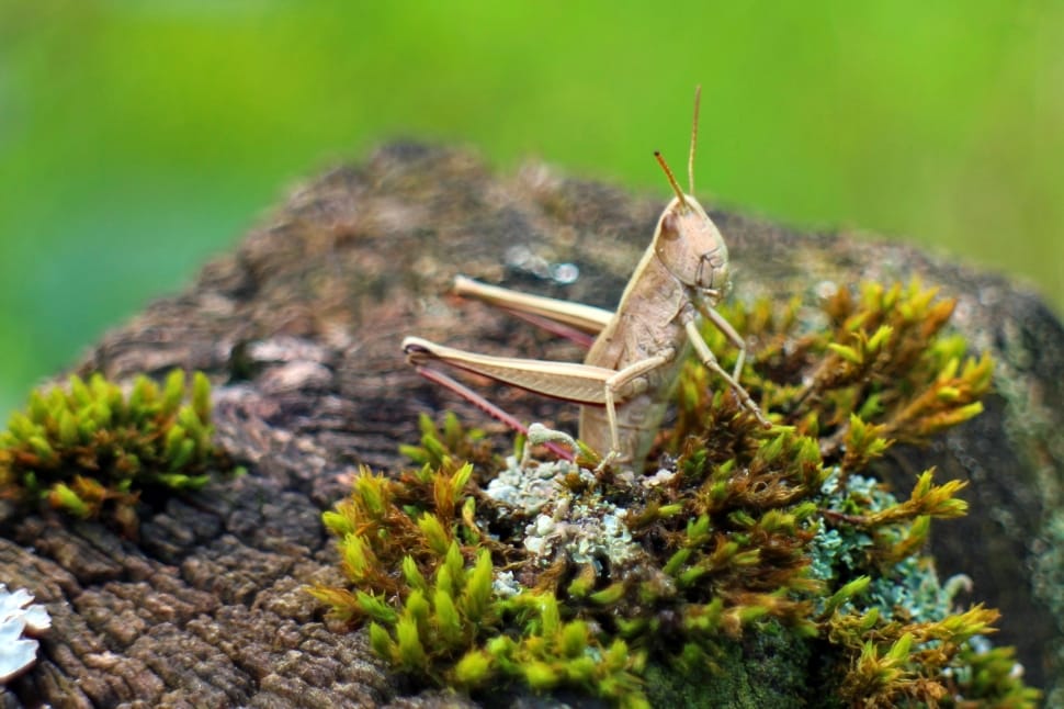 Caelifera, Grasshopper, one animal, animal themes preview