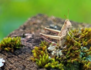 Caelifera, Grasshopper, one animal, animal themes thumbnail