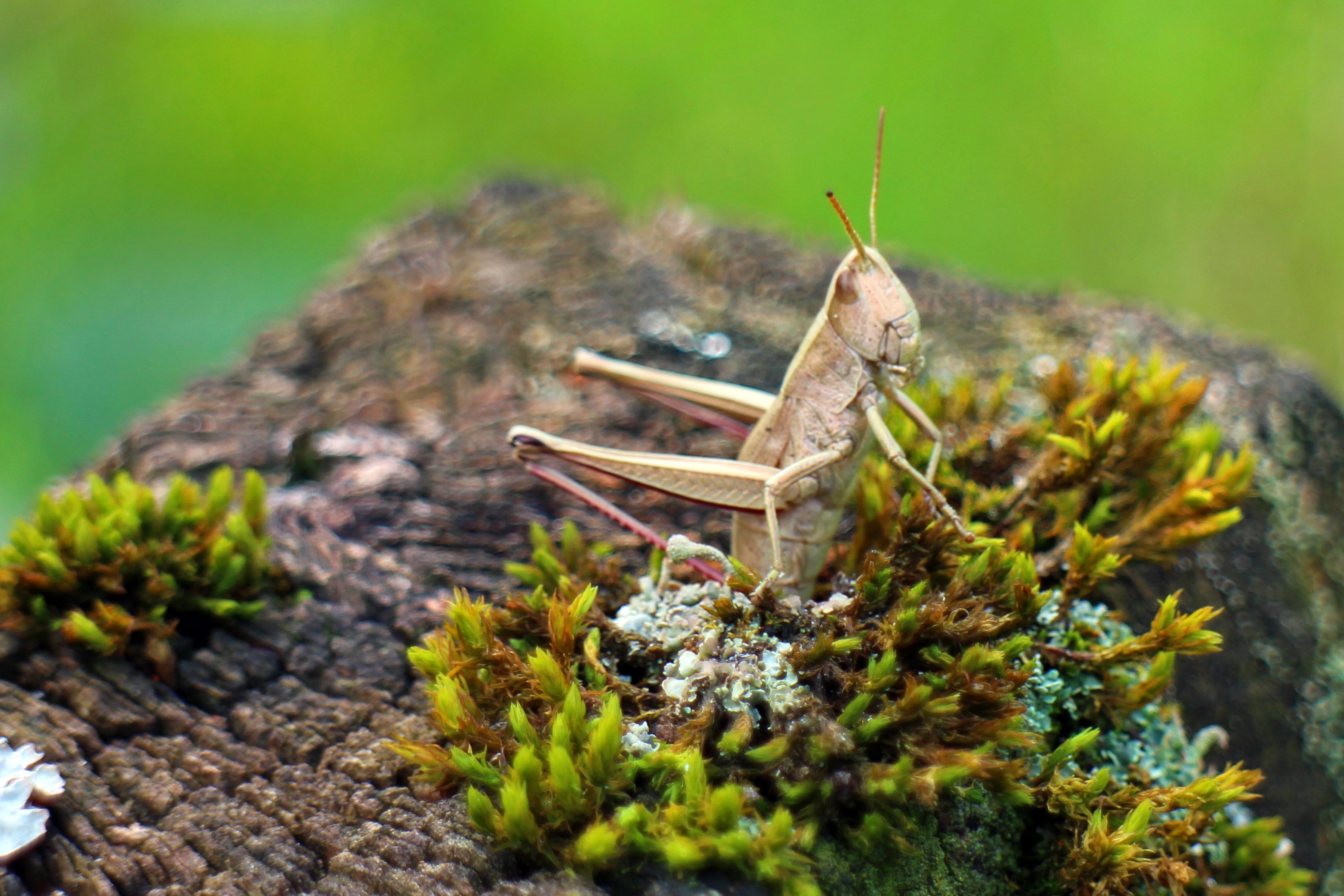 Caelifera, Grasshopper, one animal, animal themes