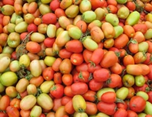tomato lot thumbnail