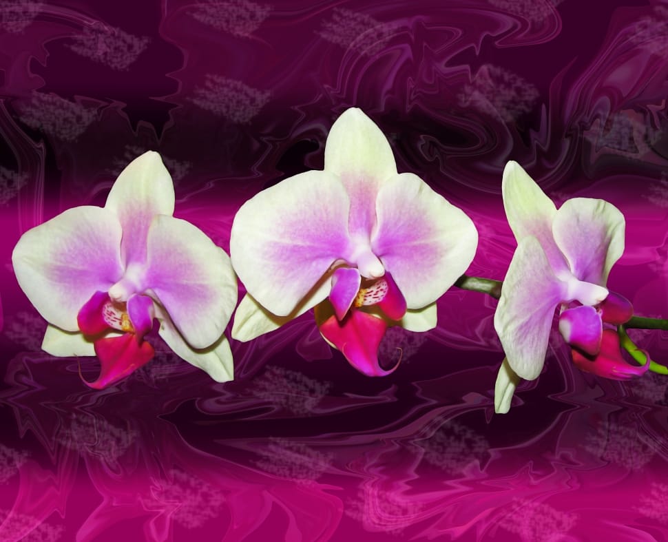 white and purple orchid preview
