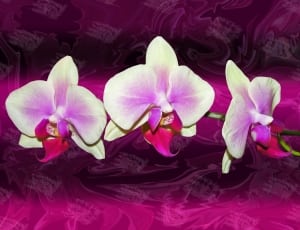 white and purple orchid thumbnail