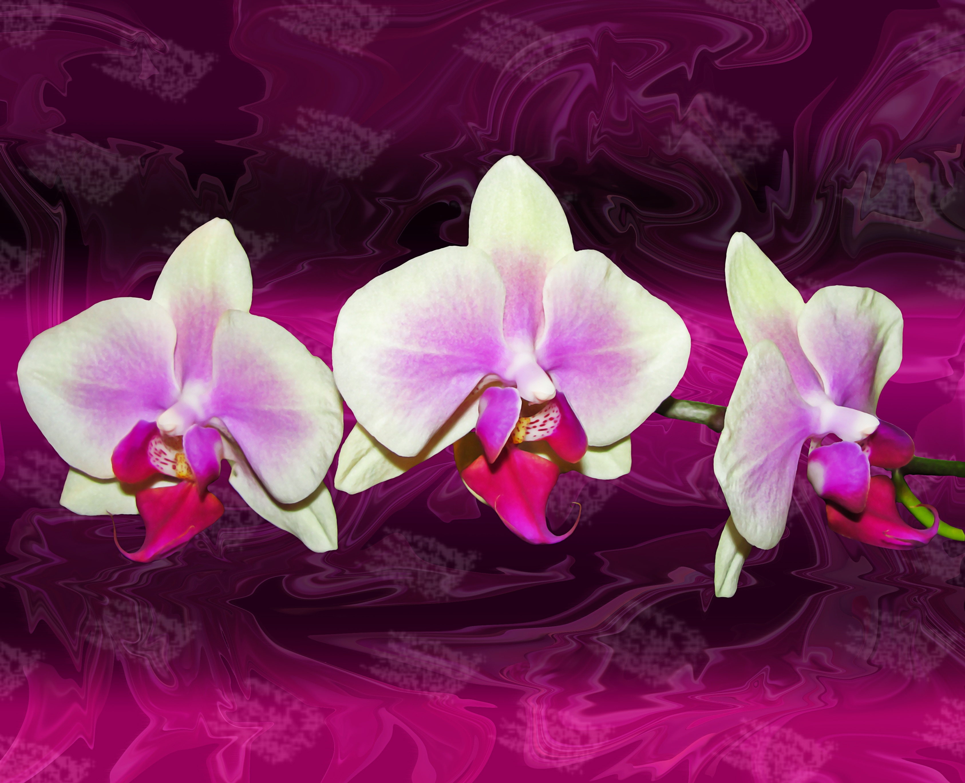 white and purple orchid