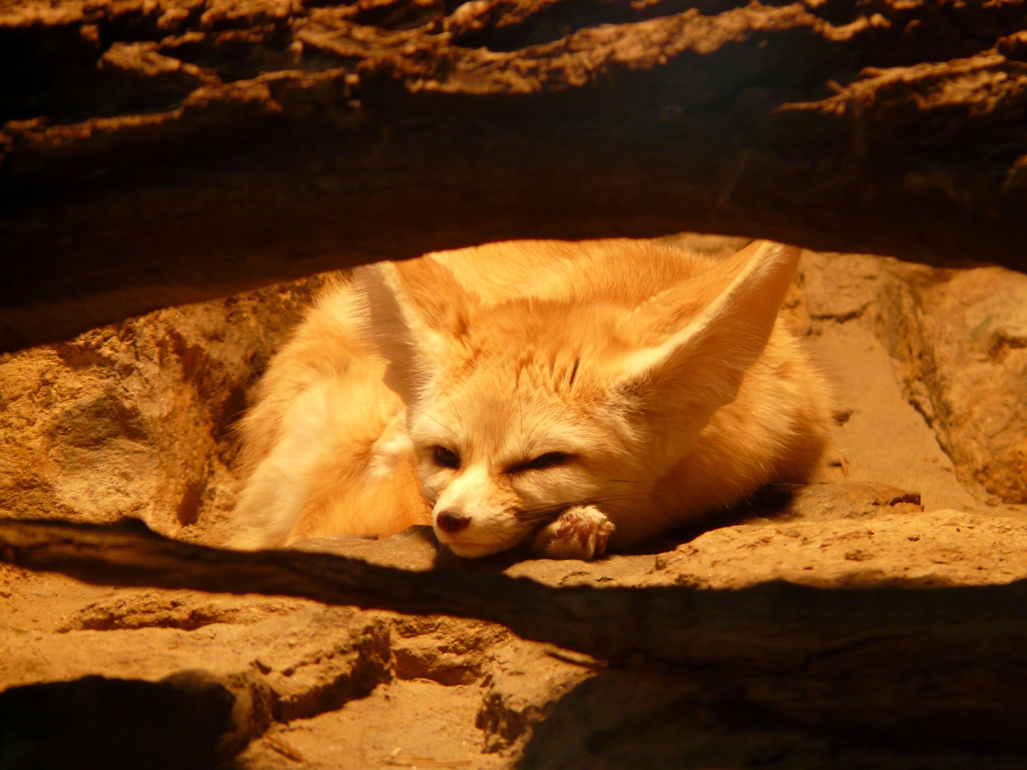 brown coated fox