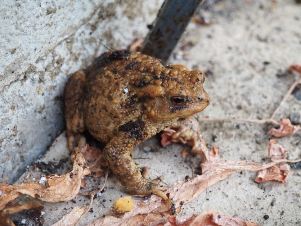 brown and black frog in close up photography preview