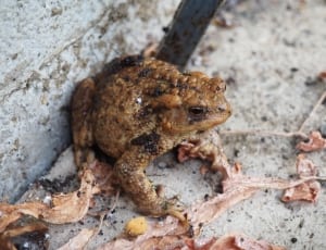 brown and black frog in close up photography thumbnail