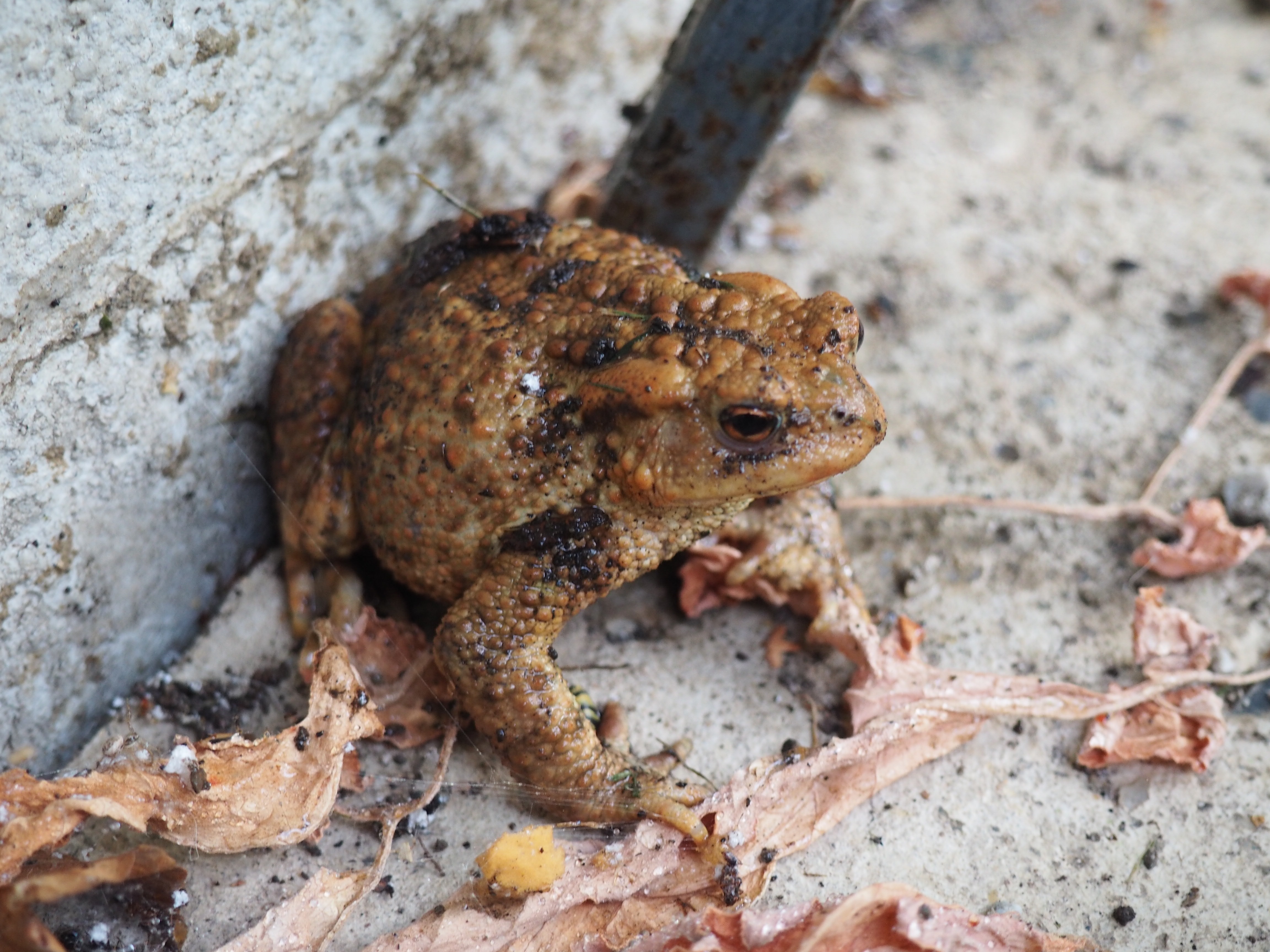brown and black frog in close up photography