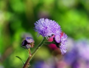 purple cluster flower in close up photography thumbnail
