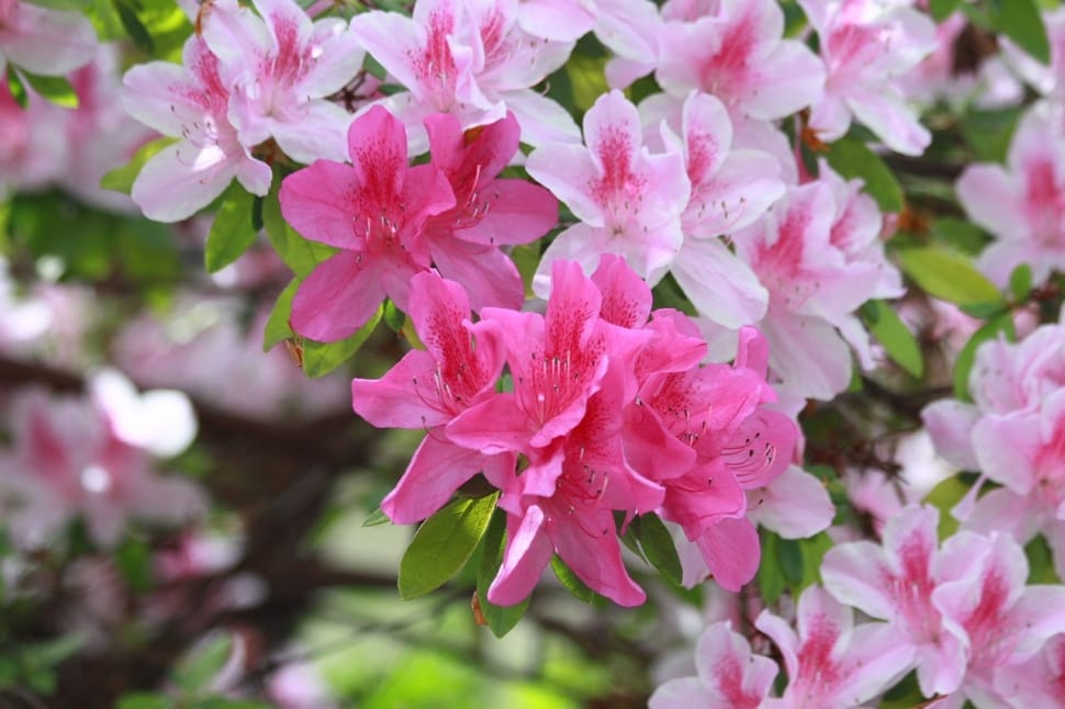 pink petaled flower lot preview