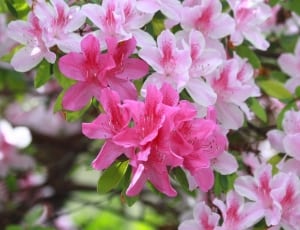pink petaled flower lot thumbnail