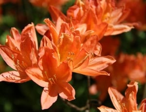 orange day lilies thumbnail